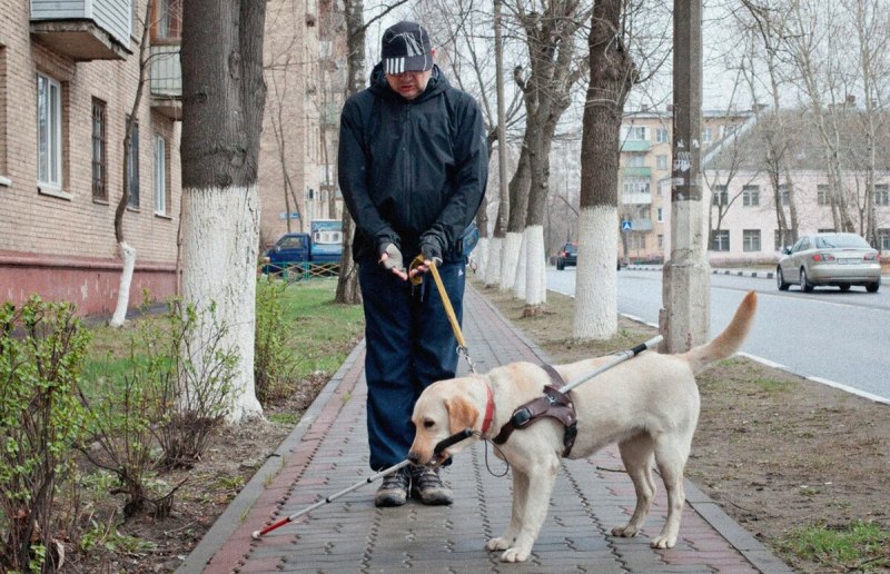 Немецкая овчарка поводырь