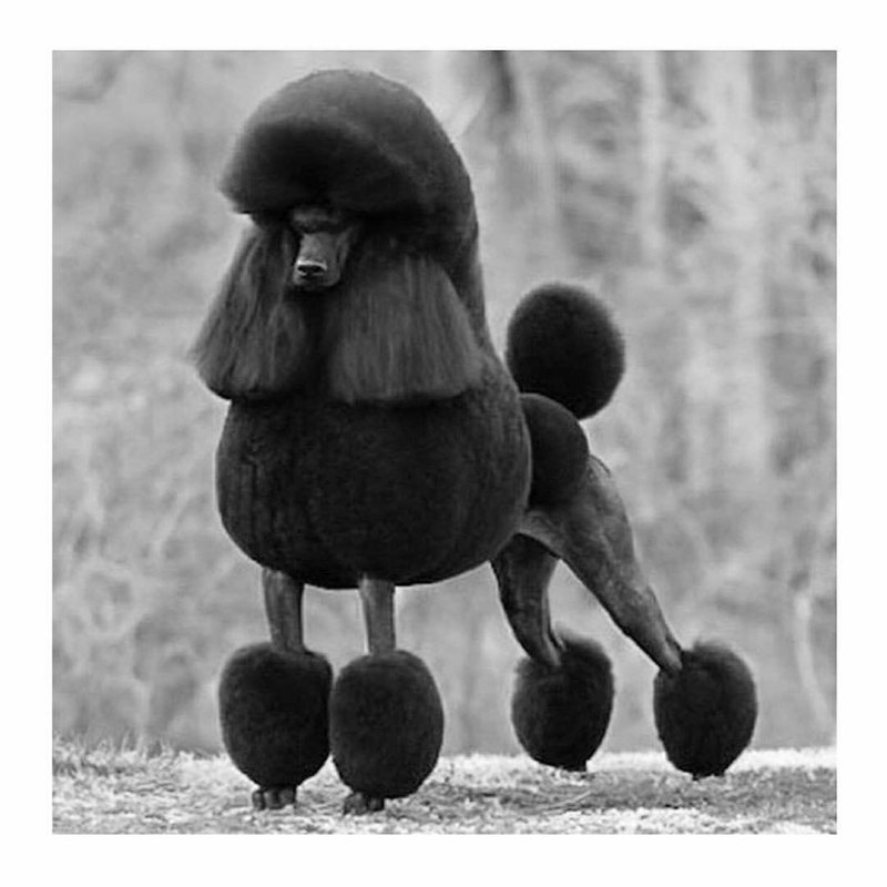 Королевский пудель