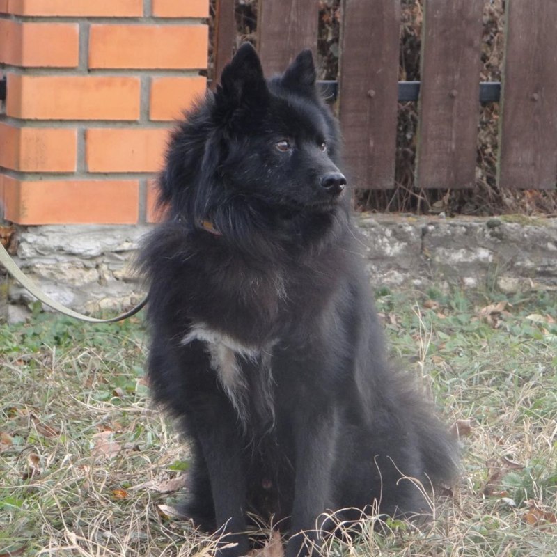 Тундровая лайка