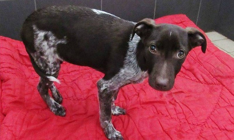 Toxocara canis цикл развития
