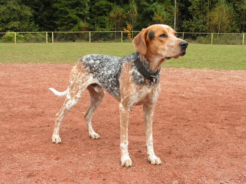 Treeing Walker Coonhound порода