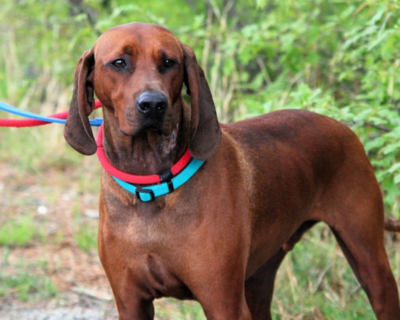 Treeing Walker Hound