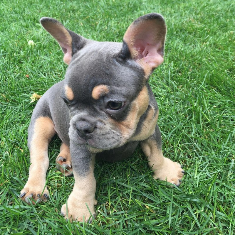Blue tan французский бульдог