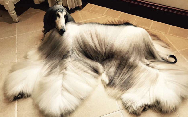 Вельш корги линька