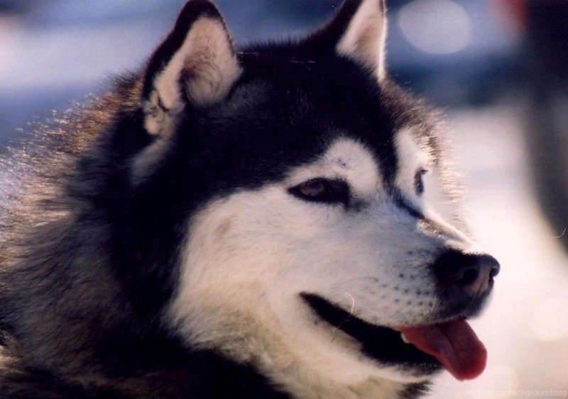 Хаски Siberian Black
