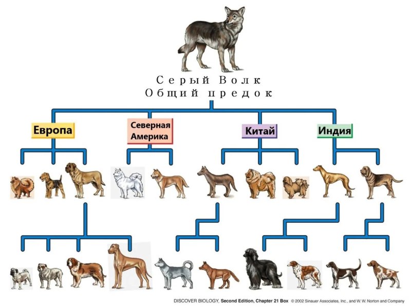Породы собак схема происхождения