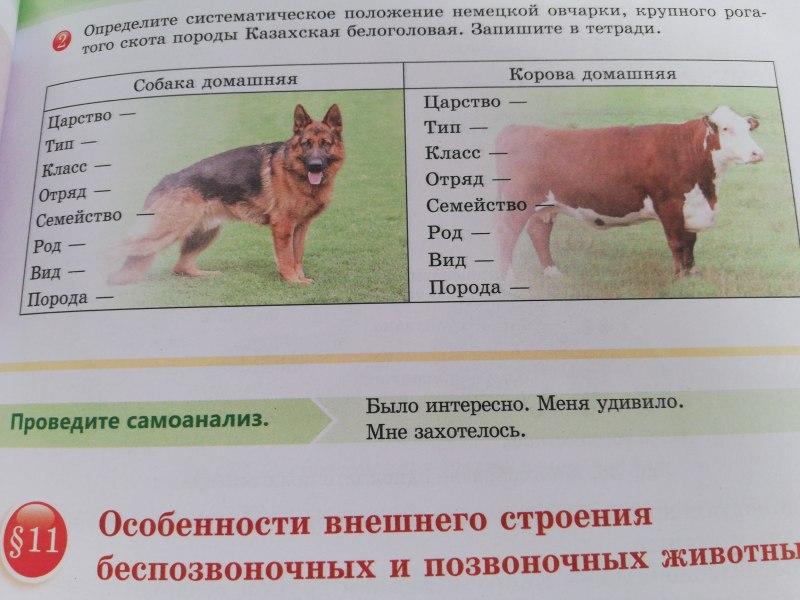 Определить систематическое положение собаки домашней