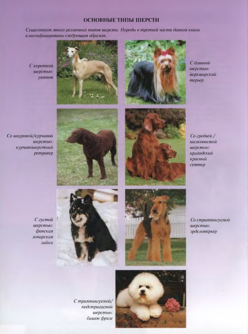 Виды шерсти у собак