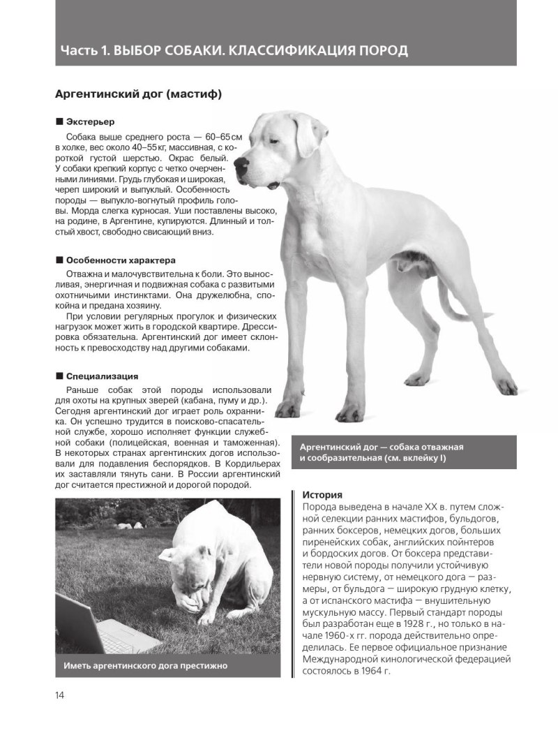 Стандарт немецкого дога РКФ