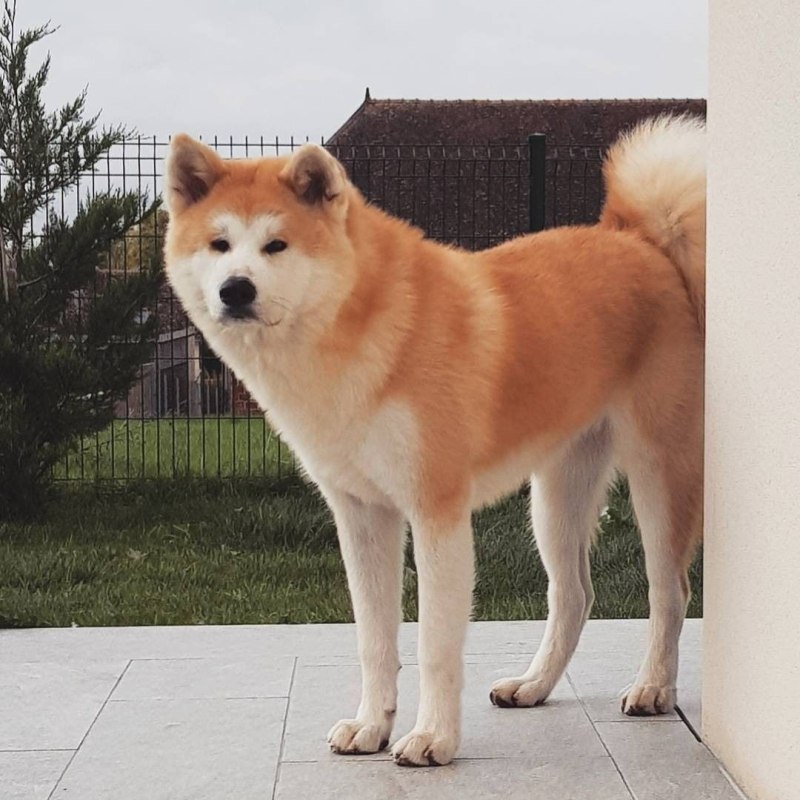 Акита Кен