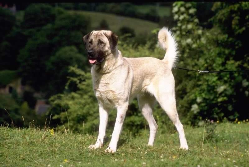 Кангальская овчарка / Kangal Shepherd Dog