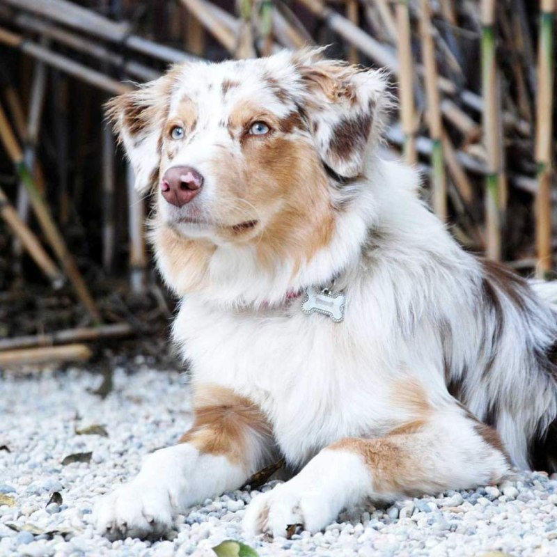 Boarder Collie and Australian Shepard Mix