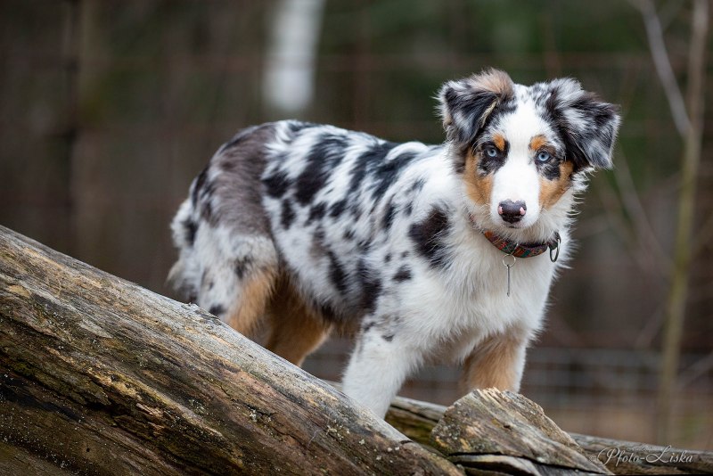 Australian Shepherd Red tri