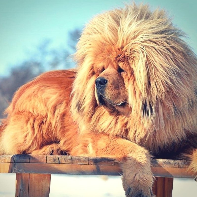 Английский мастиф