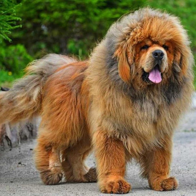 Английский мастиф