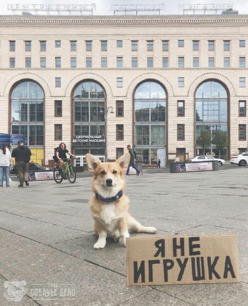 Собака воет