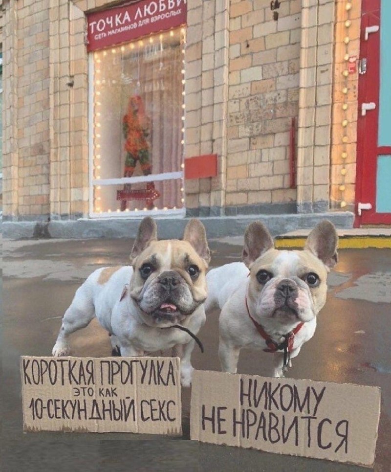 Северная Акита порода собак