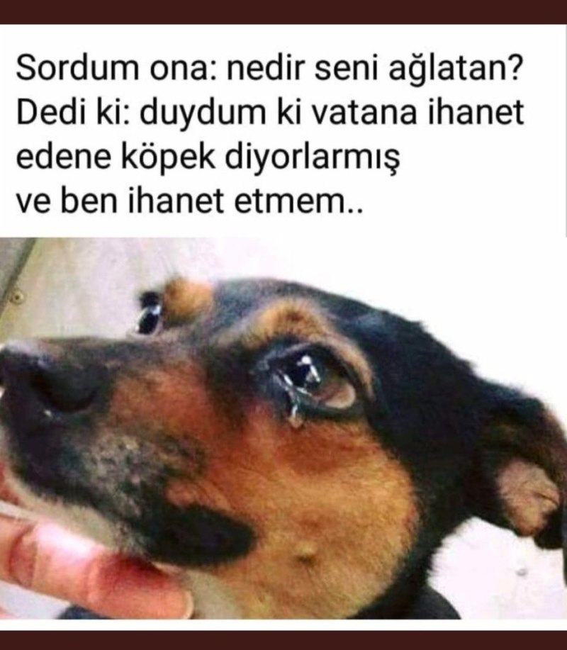 Преданный взгляд собаки
