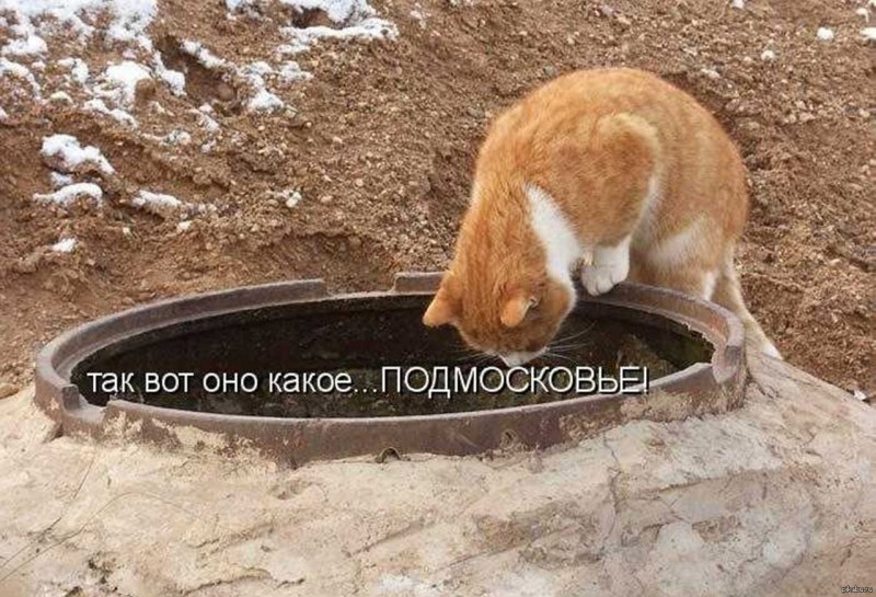 Лабрадор ретривер нос