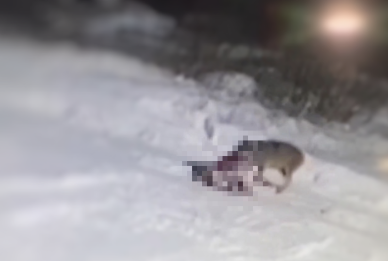 Собака в углу