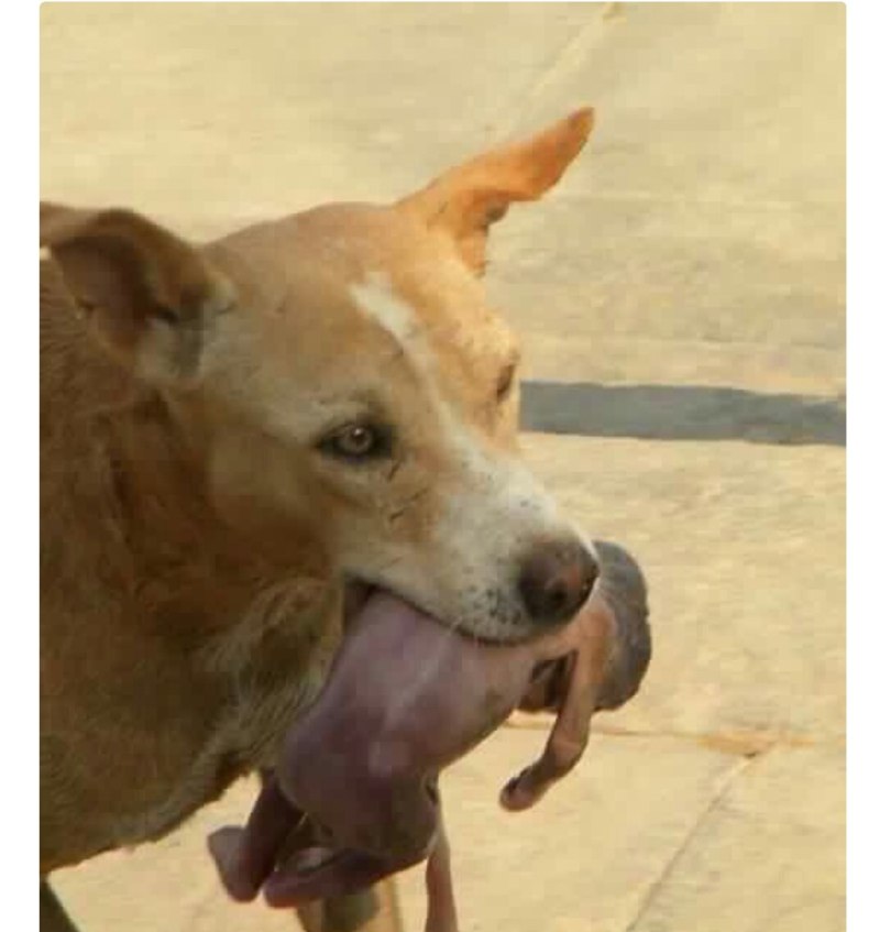Преданный щенок