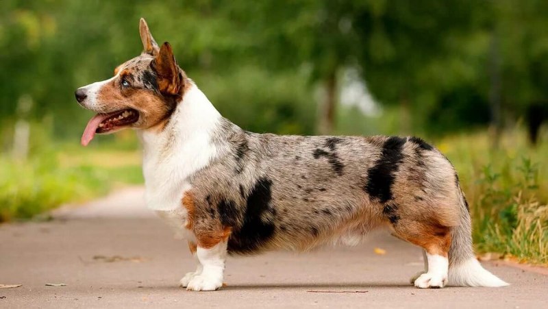 Собака вельш корги кардиган