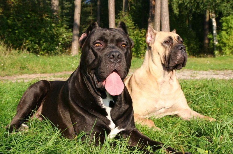 Кане Корсо