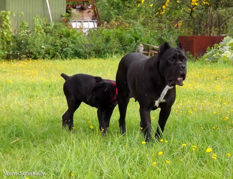Кане Корсо (Cane Corso)