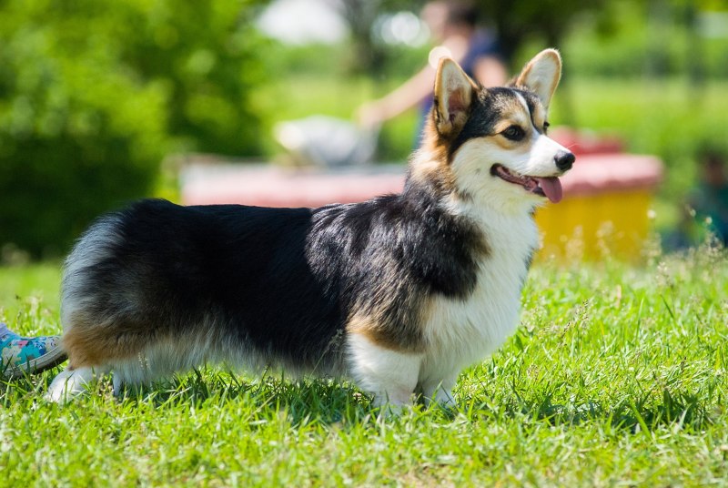Вельш корги кардиган рыжий