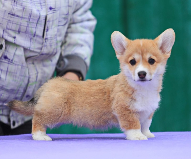 Вельш корги кардиган мраморный