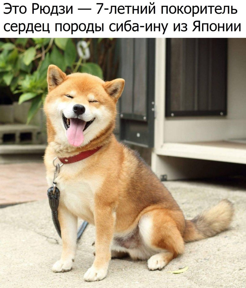 Японские собачки сиба ину