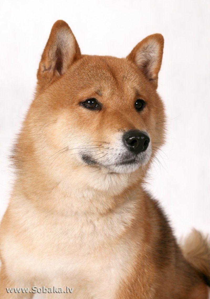 Сиба ину