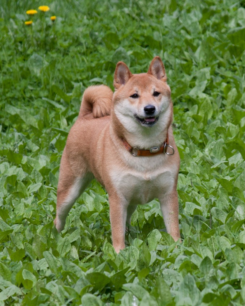Сиба ину