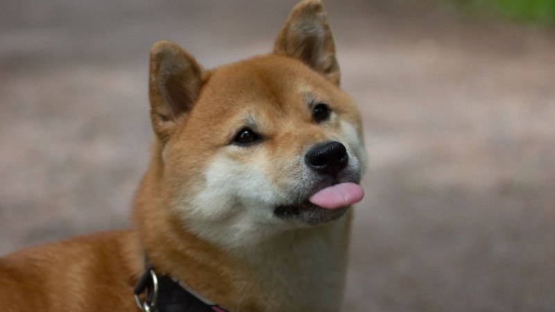 Сиба ину