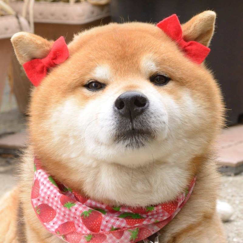 Сиба ину щенок