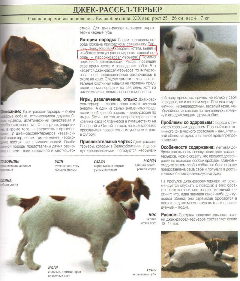 Варёное питание для Джек Рассел терьера