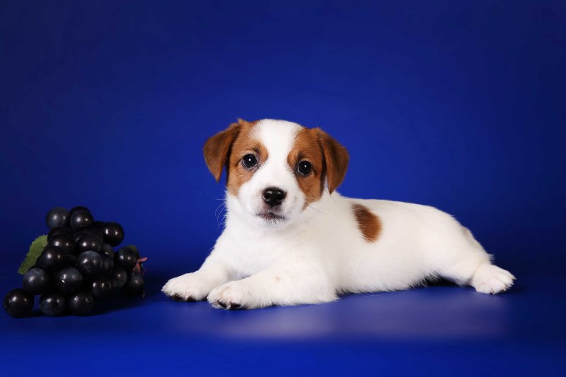 Royal Canin Jack Russell Terrier Puppy