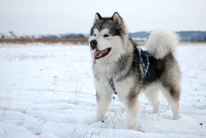 Снежная хаски