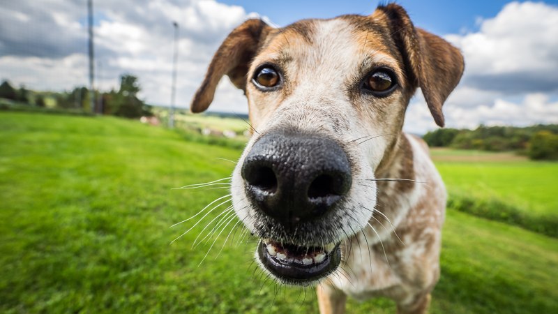 Собака с высунутым языком