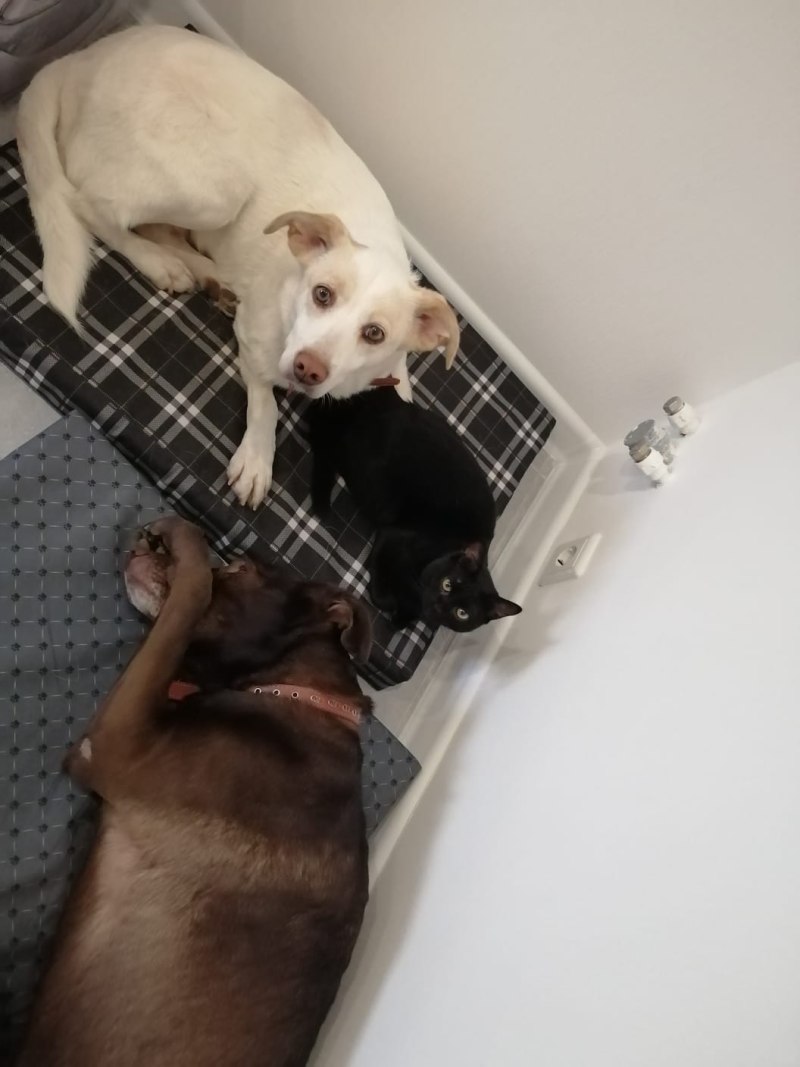 Грустный взгляд собаки