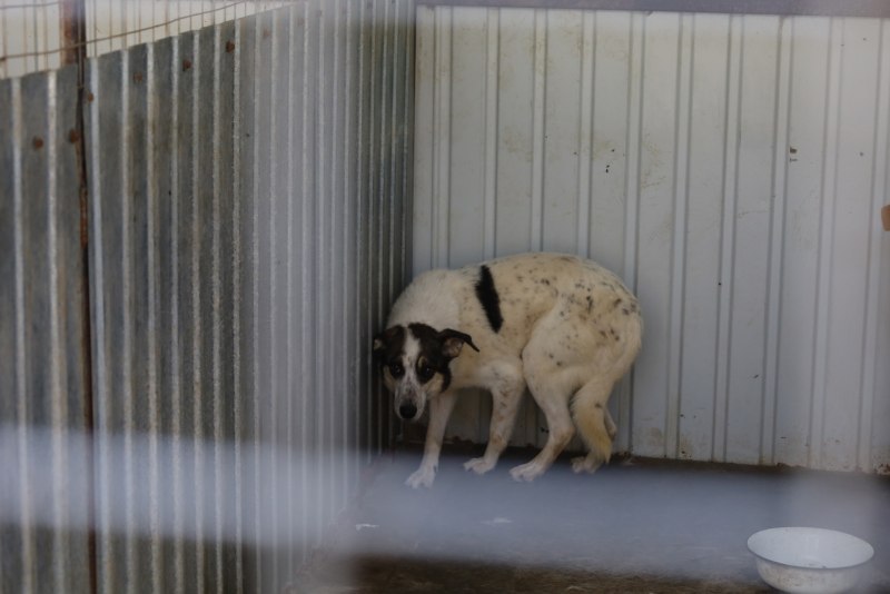 Морда собаки