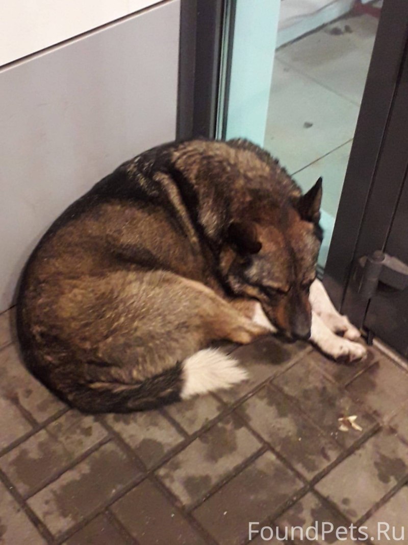 Собака Мухтар