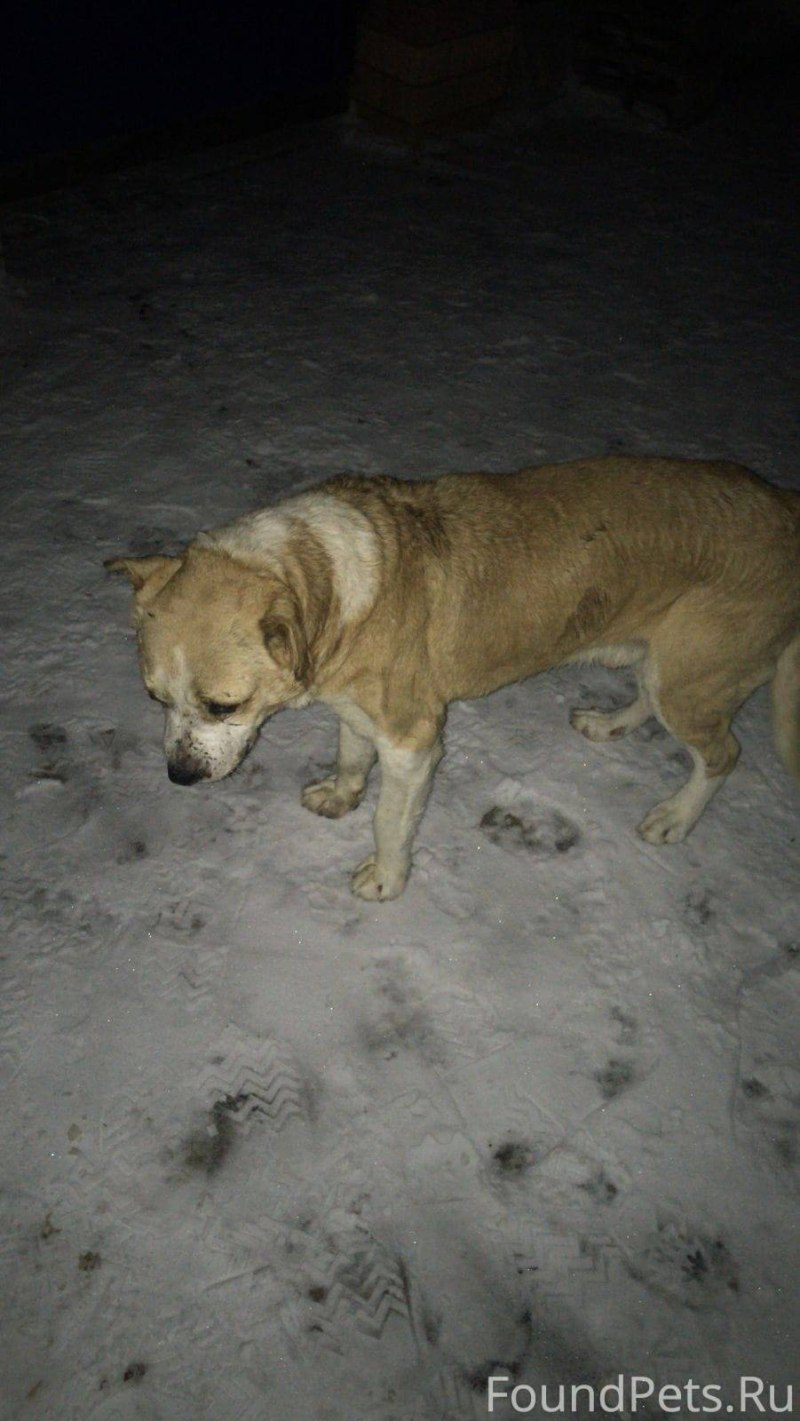 Собака рычит