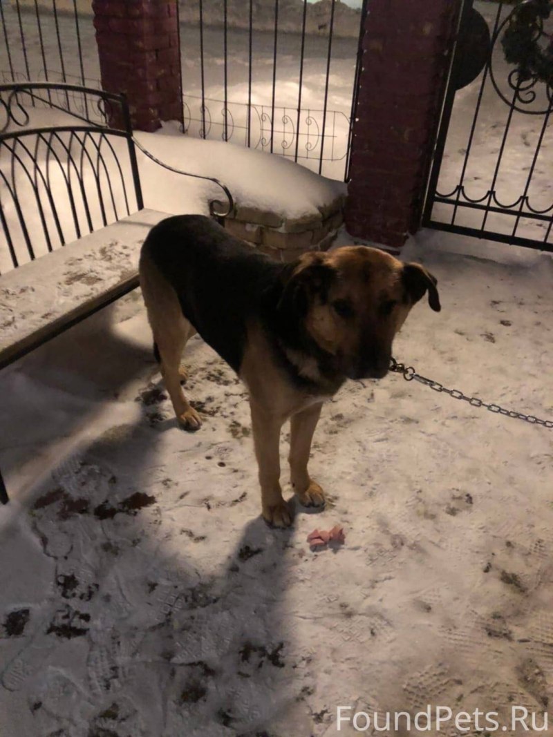 Домашние животные