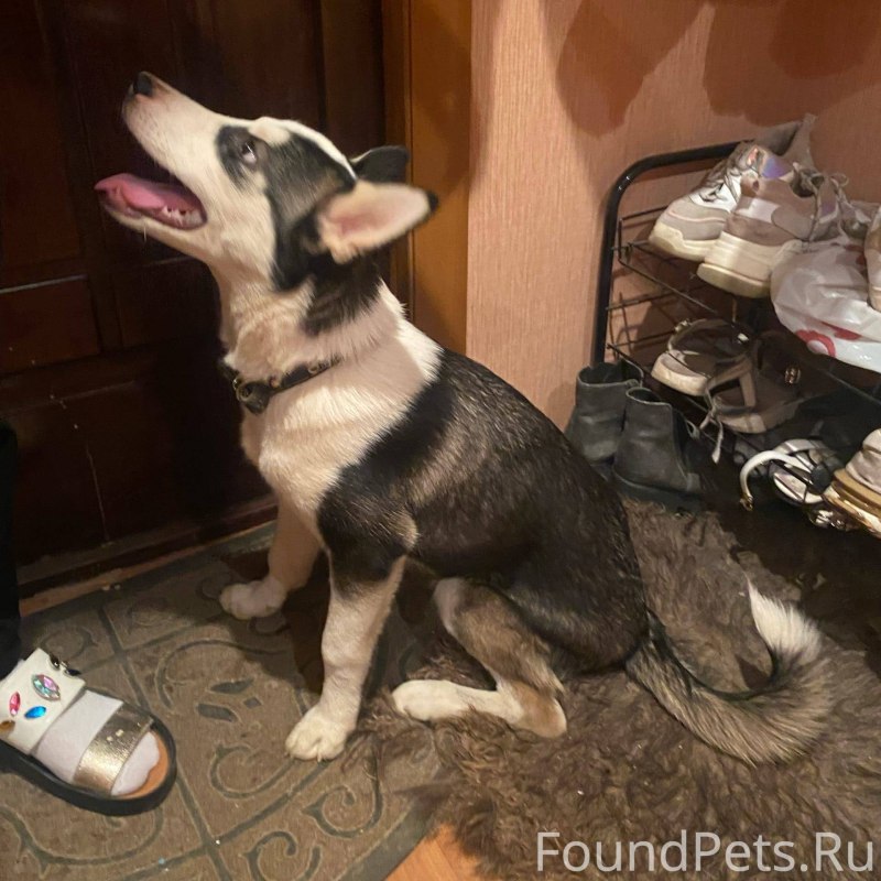 Лающая собака