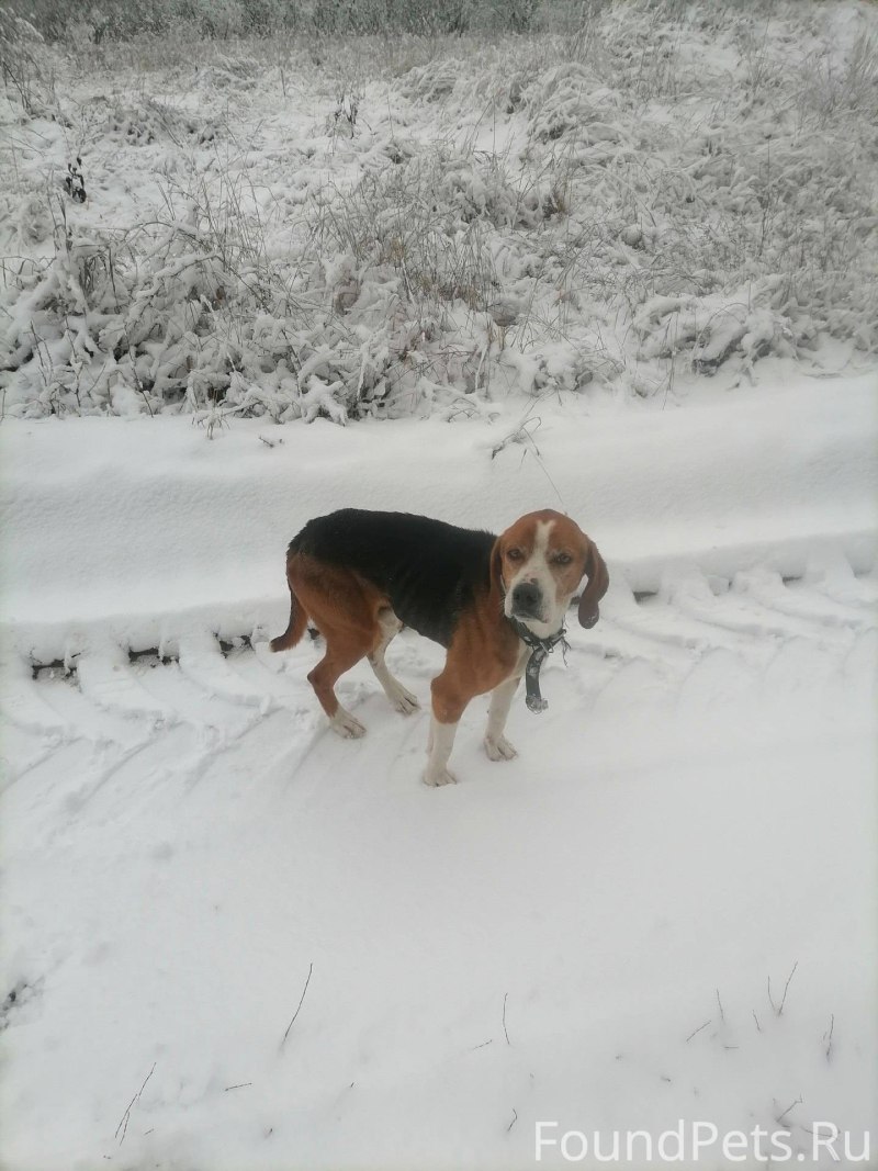Аусси австралийская овчарка