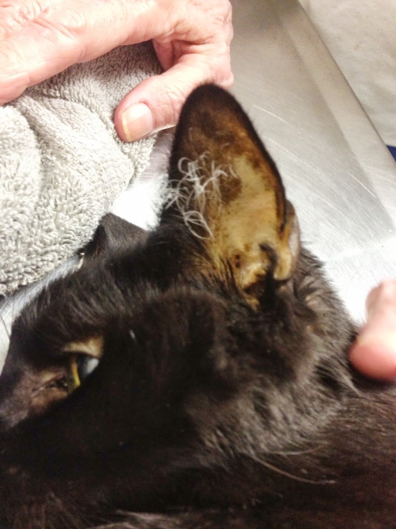 Otodectosis in Cats causes signs and treatments