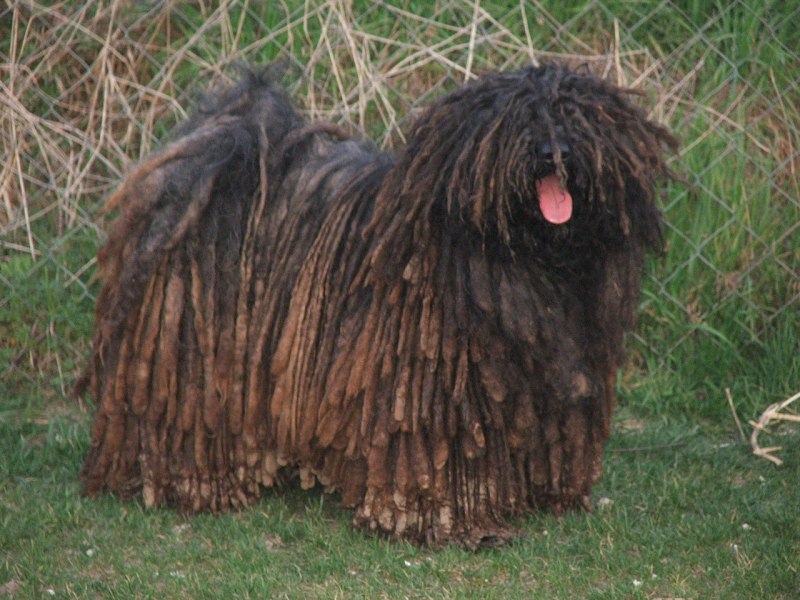 Otterhound порода собак