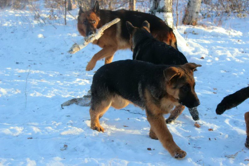 Овчарка в снегу