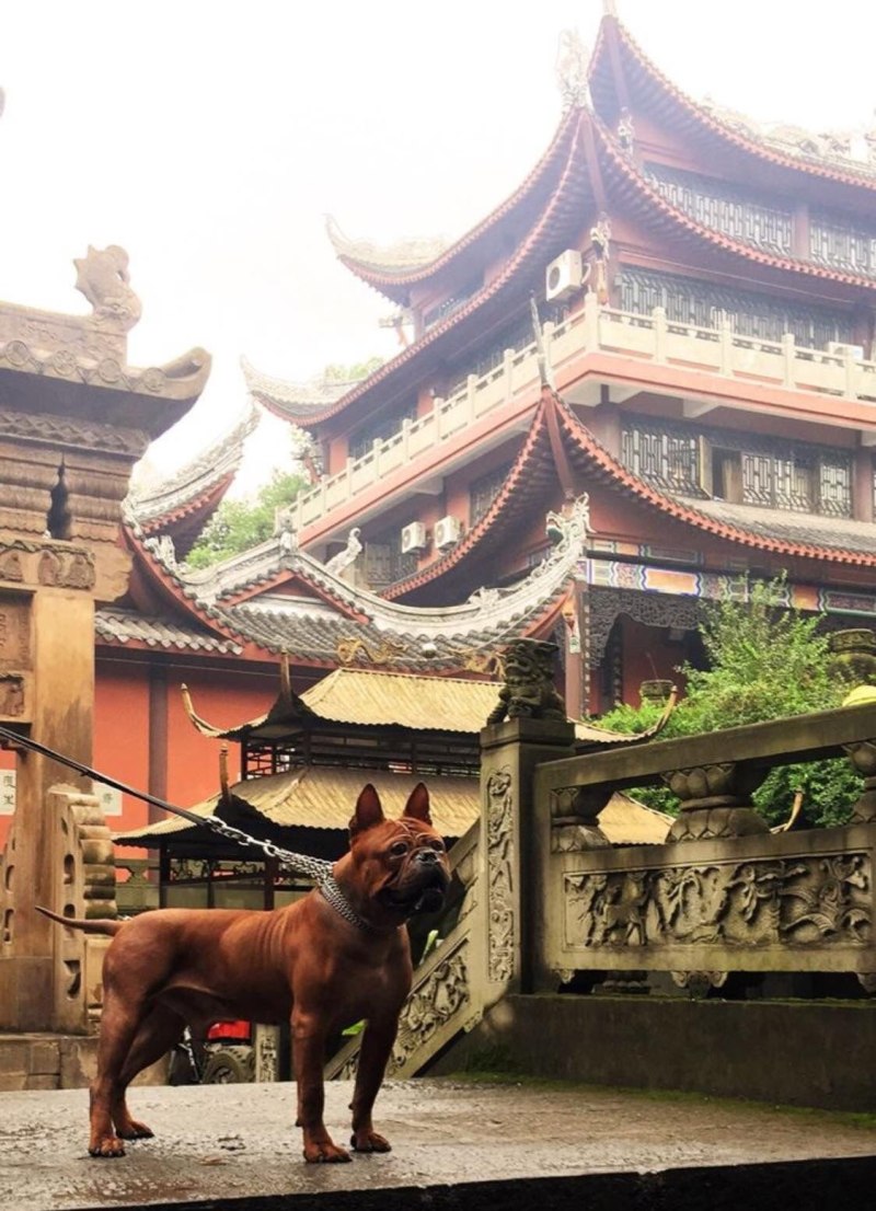 Чунцин / Chongqing Dog с